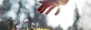 Hand reaching over crocus flowers with the sun in the background.