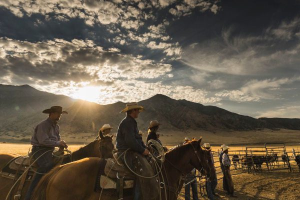 Colorado ranchers herding cattle in the early morning, Agriculture & Ranching Industry