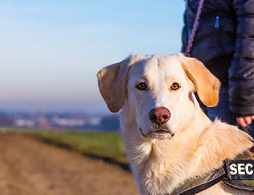 Business Deductions For Four-Legged Coworkers