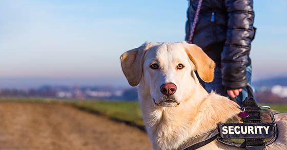 Guard dog with security written on his harness